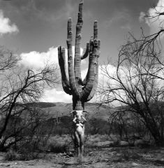 Abramovic Nude with Bullhead